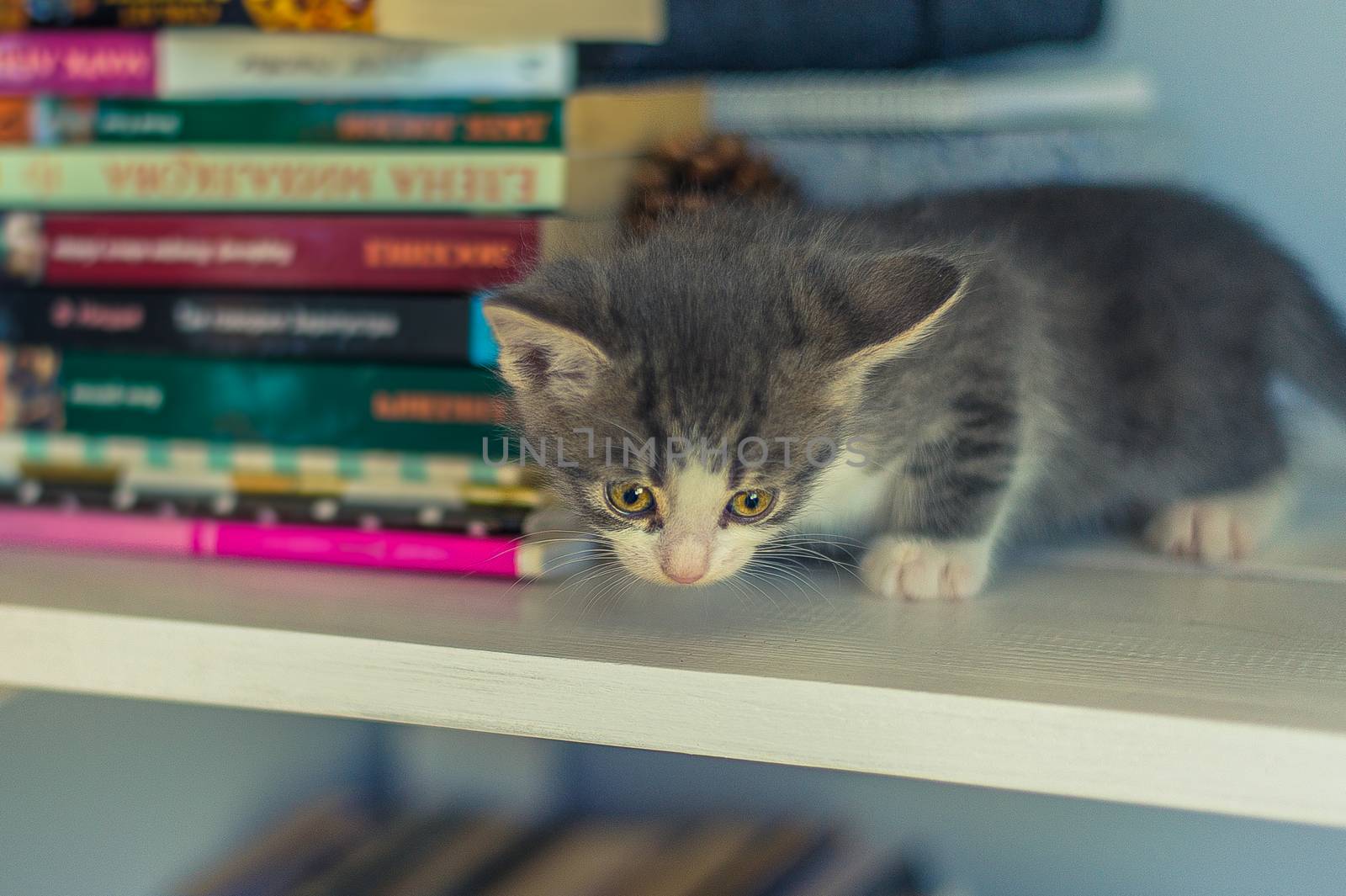 Gray kitten sits on a bookshelf near a fir cone