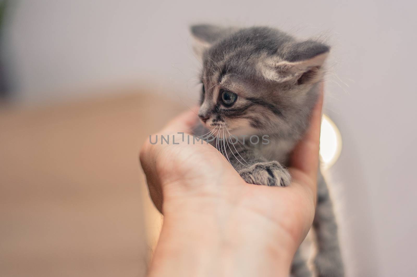 close portrait of a cute gray kitten on the hand