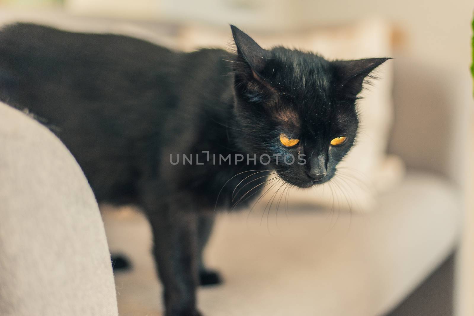 black cat with yellow eyes on the couch by chernobrovin