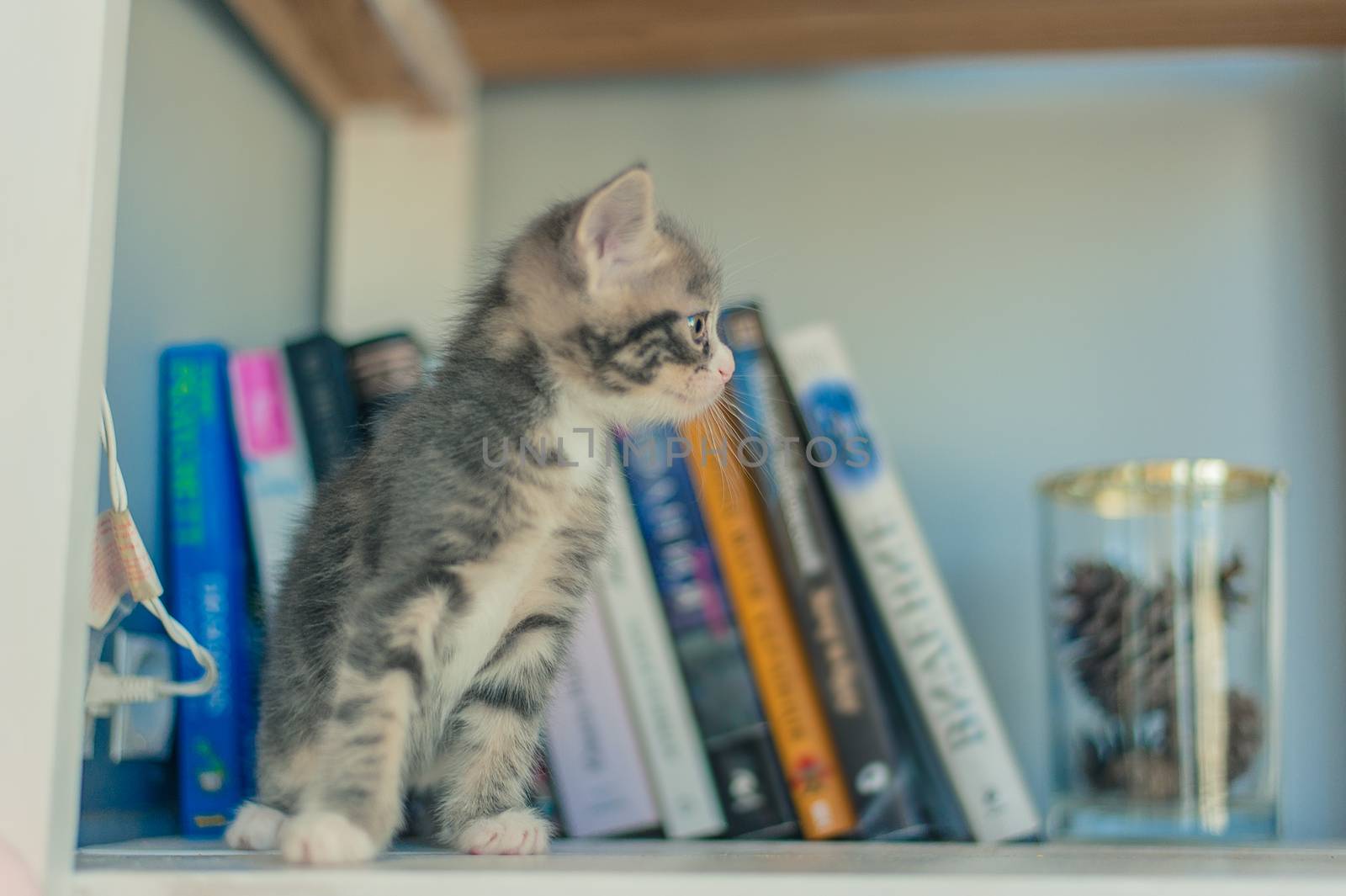 Gray kitten sits on shelves near books.