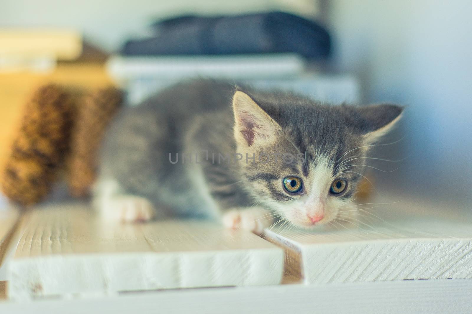 beautiful gray kitten sits on white boards by chernobrovin