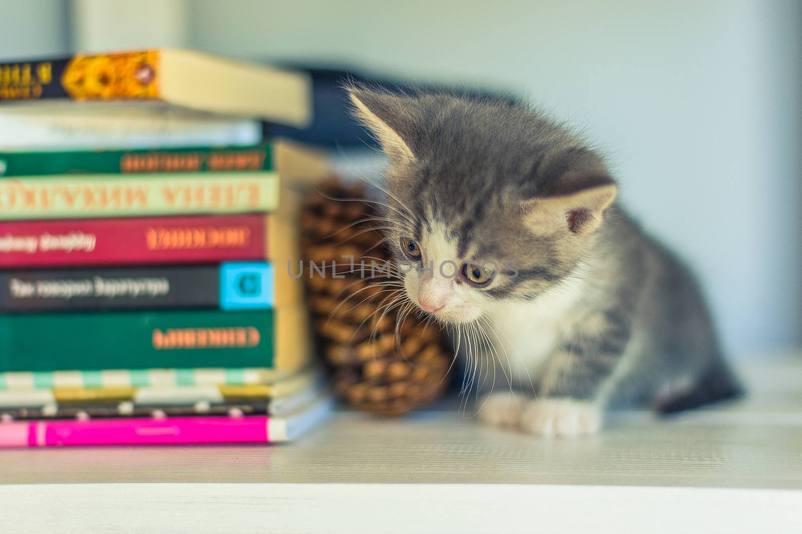 Gray kitten sitting on a white bookshelf near a fir cone