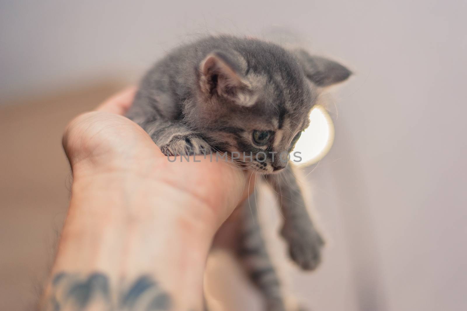 close portrait of a cute small gray kitten by chernobrovin