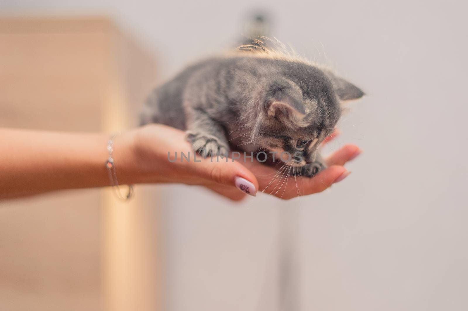 Cute gray kitten sits on the hands by chernobrovin
