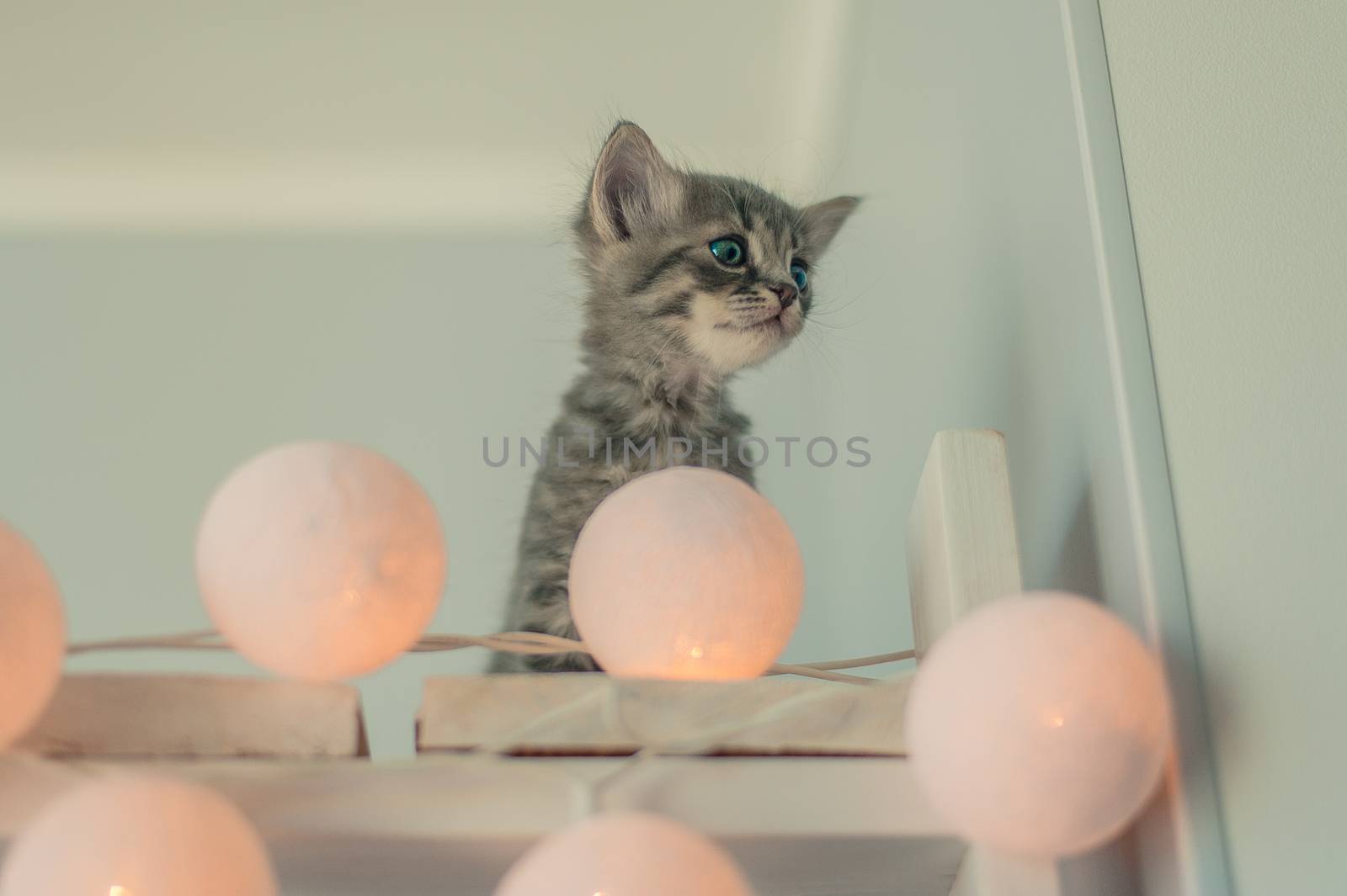 kitten and a garland of light bulbs by chernobrovin