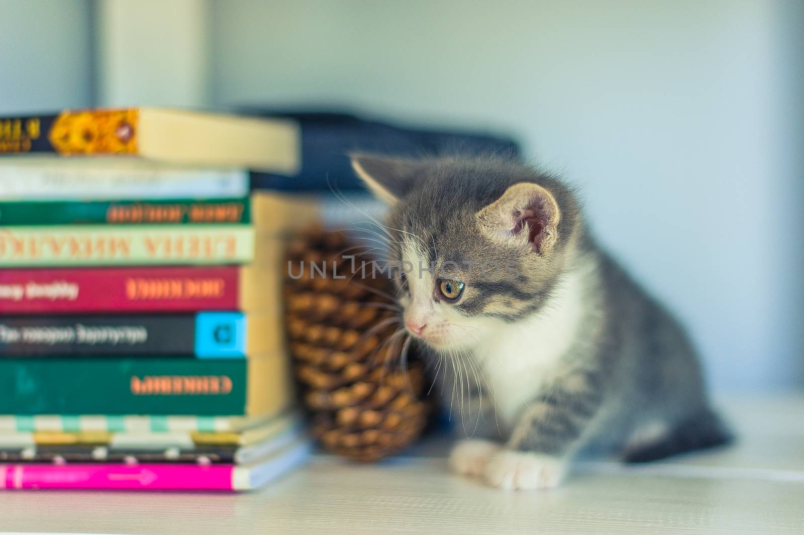 Gray kitten sits near books and cones