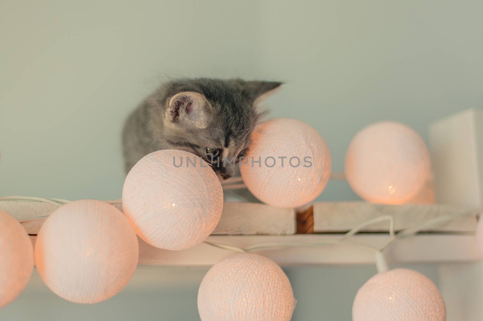 Cute gray small cat with fairy lights