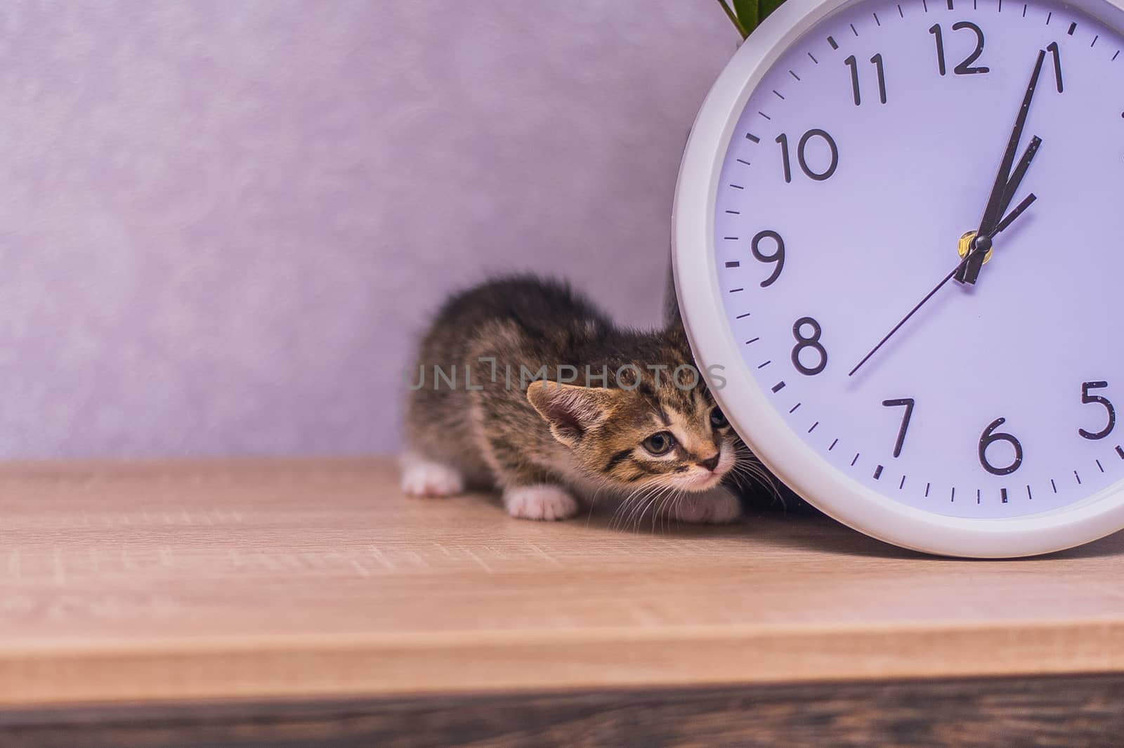 striped kitten hid behind a clock on a wooden table by chernobrovin