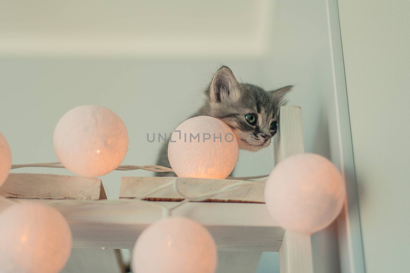 Cute gray kitten with  fairy lights by chernobrovin