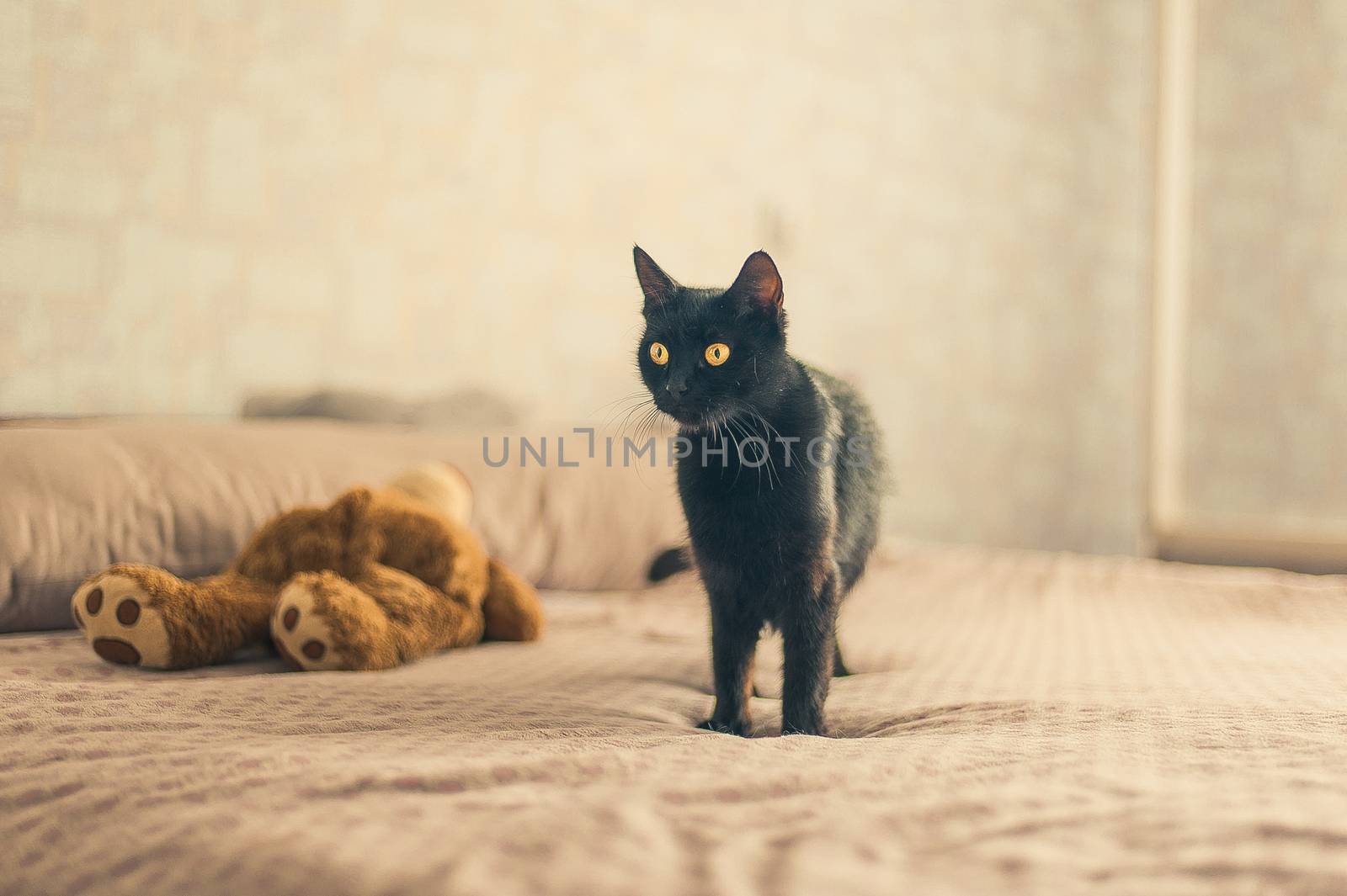 black cat stand on a bed near the teddy bear