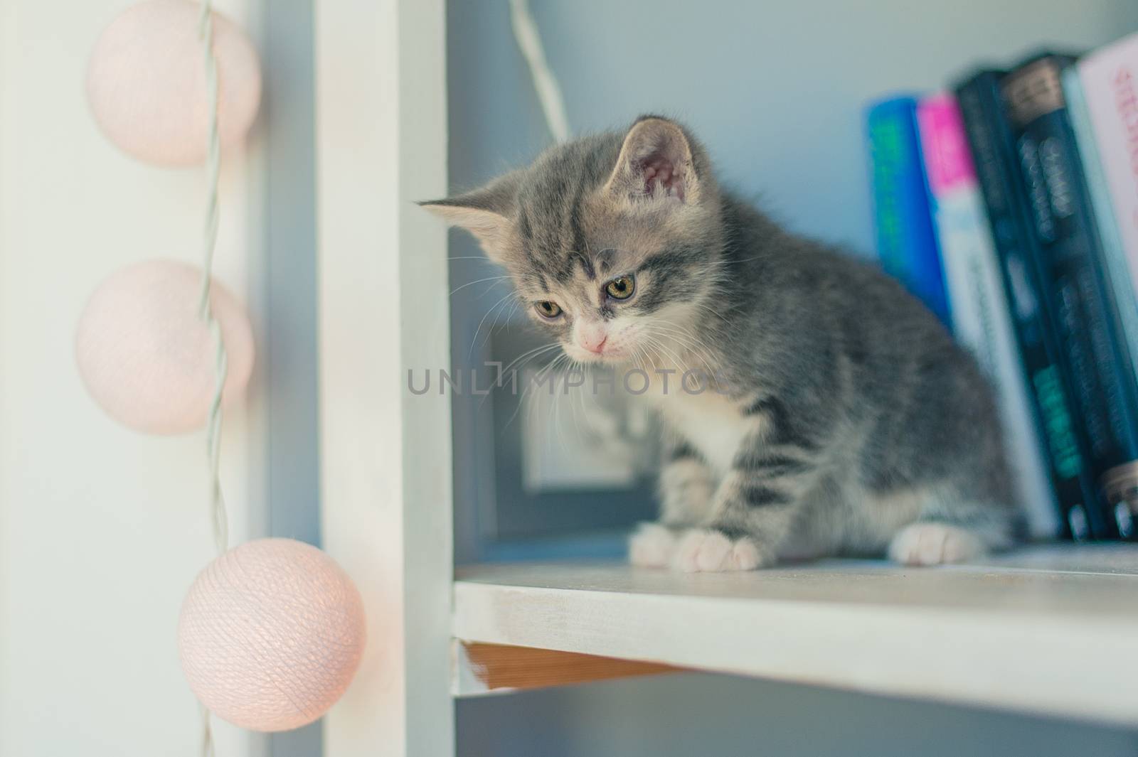 gray kitten sits on a bookshelf near the lights