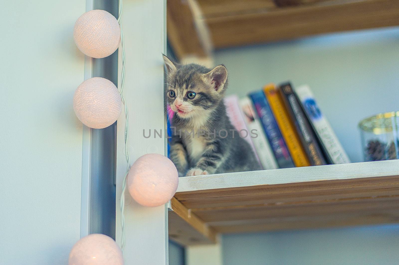 little gray kitten sits on a shelf with books and a garland by chernobrovin