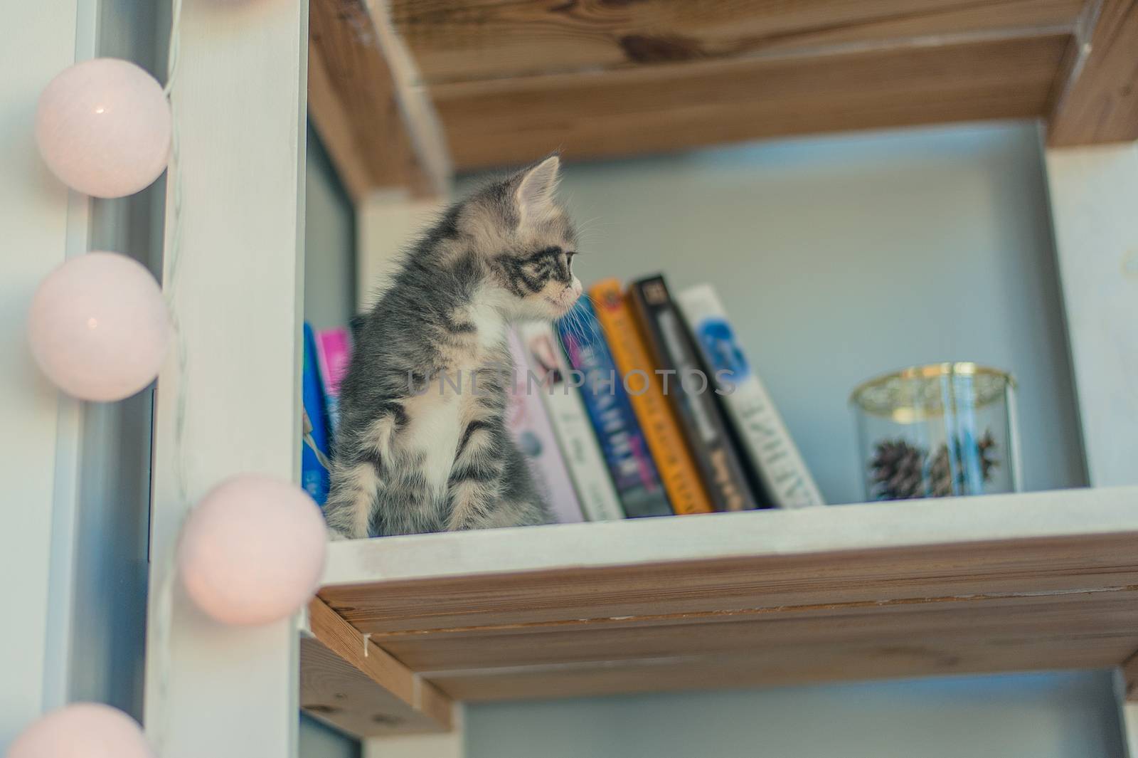 little gray kitten sits on a white bookshelf with a garland by chernobrovin