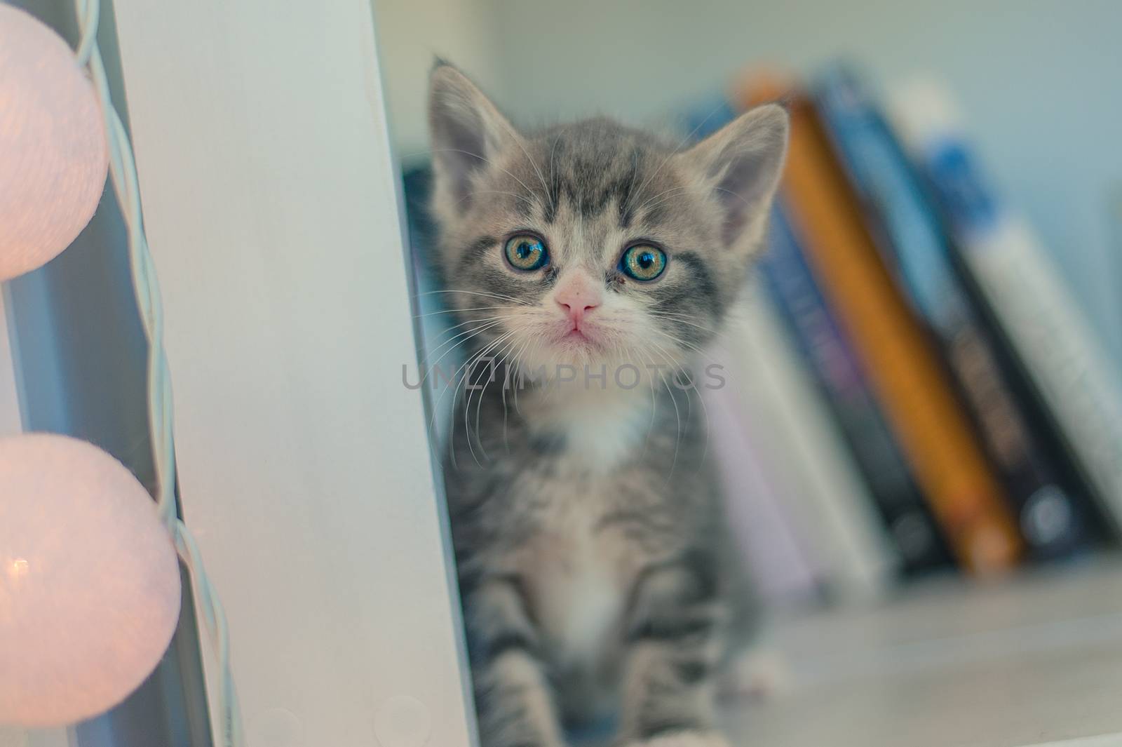 little gray cat on a white shelf near books