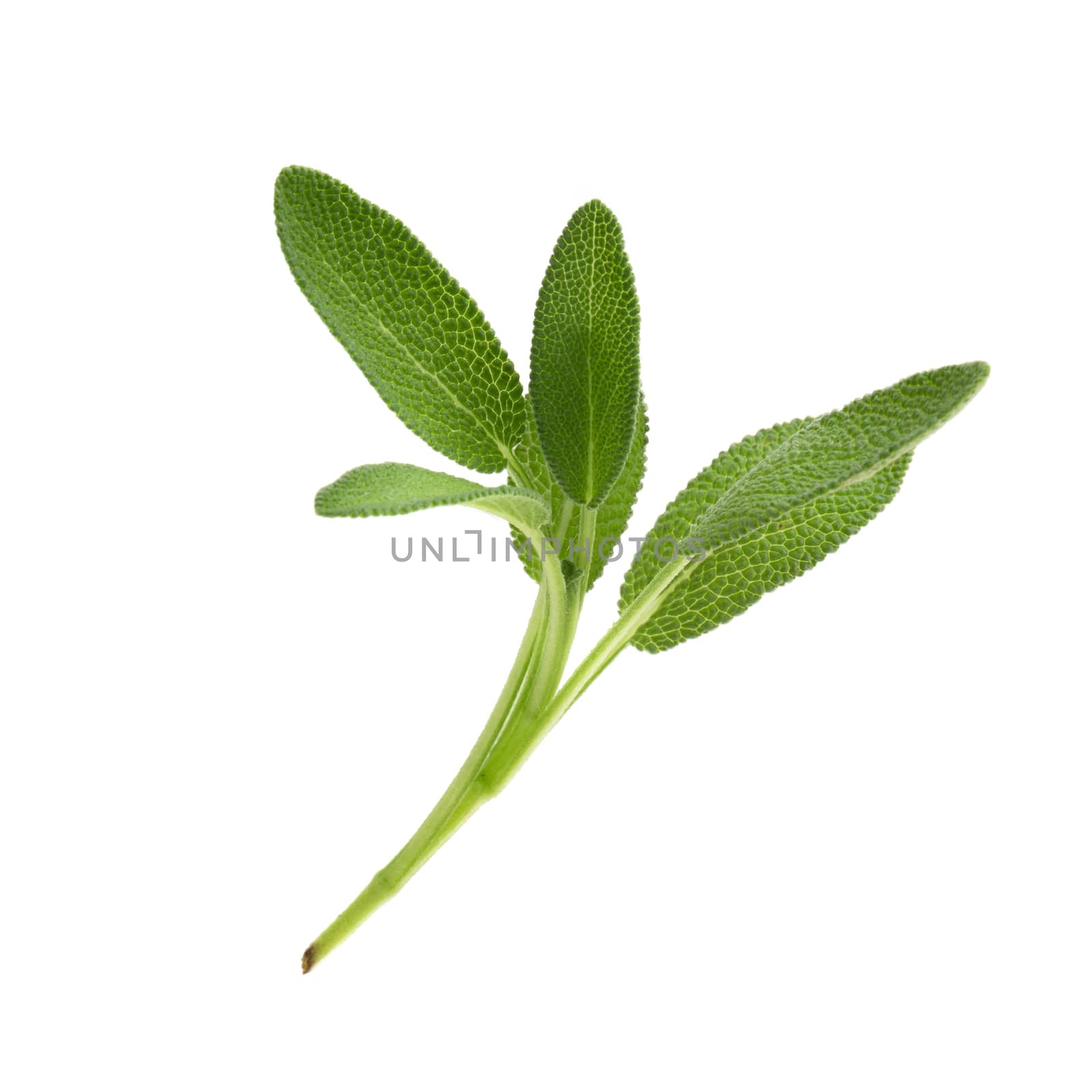 Sage plant isolated on a white background.