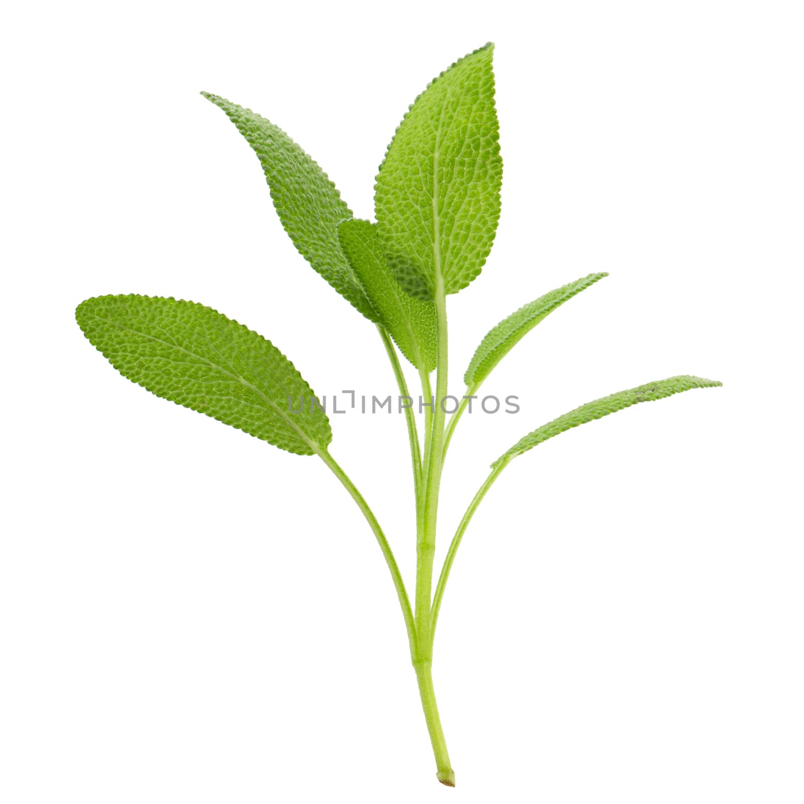 Sage plant isolated on a white background.