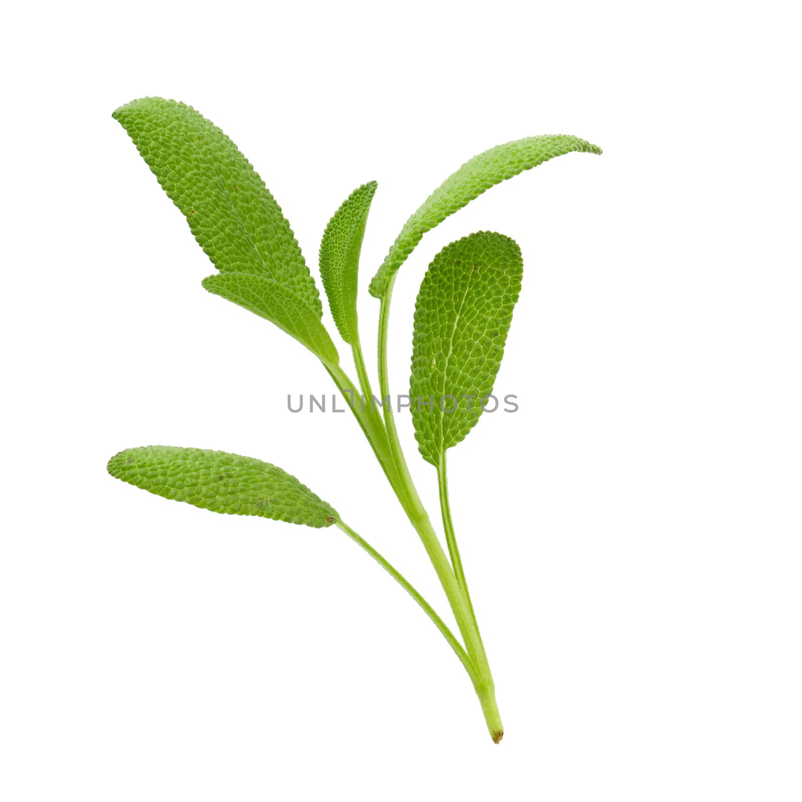 Sage plant isolated on a white background by kaiskynet