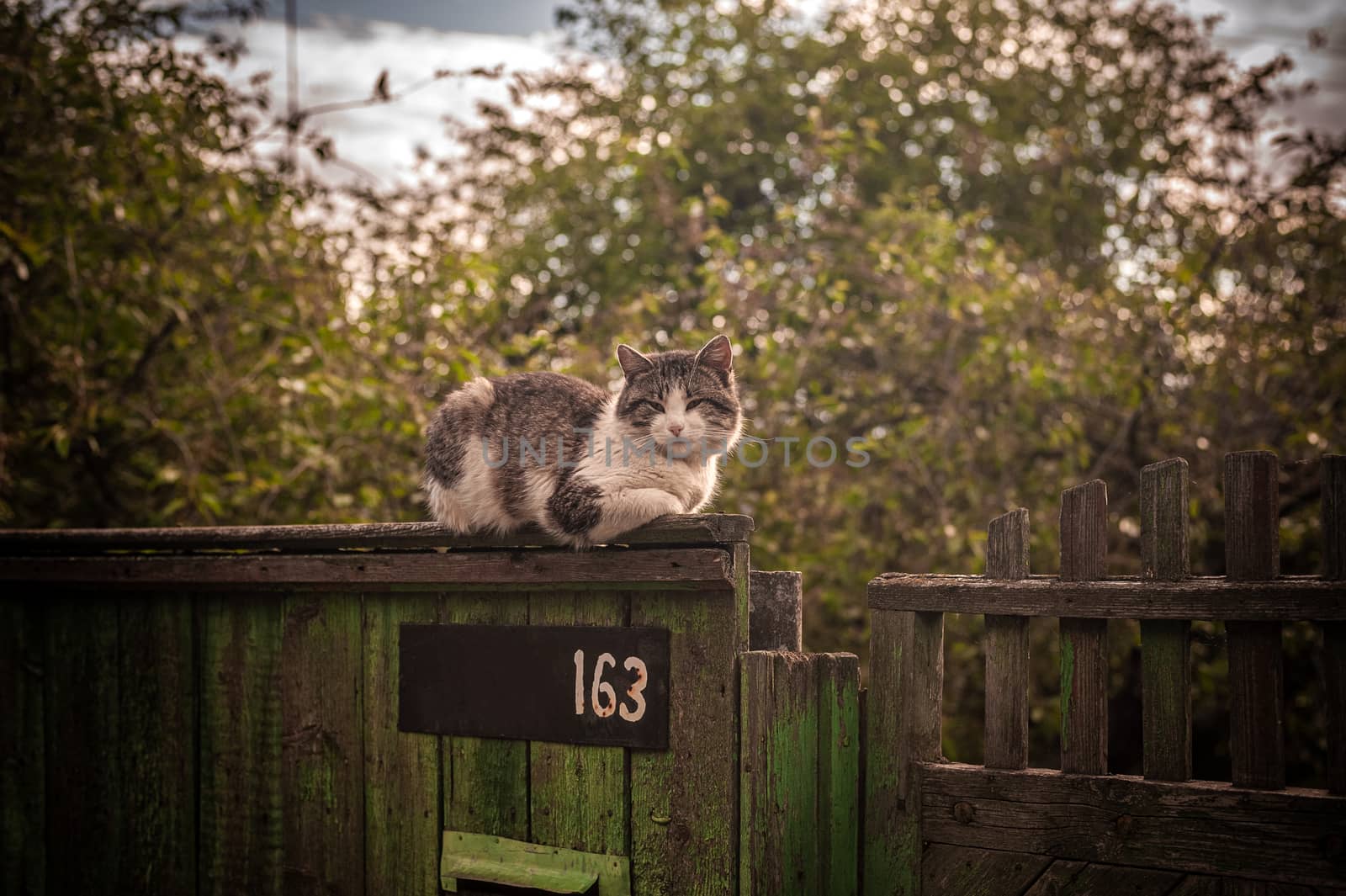 big white and gray cat sits on a wooden fence of a rural house on a background of a large tree by chernobrovin
