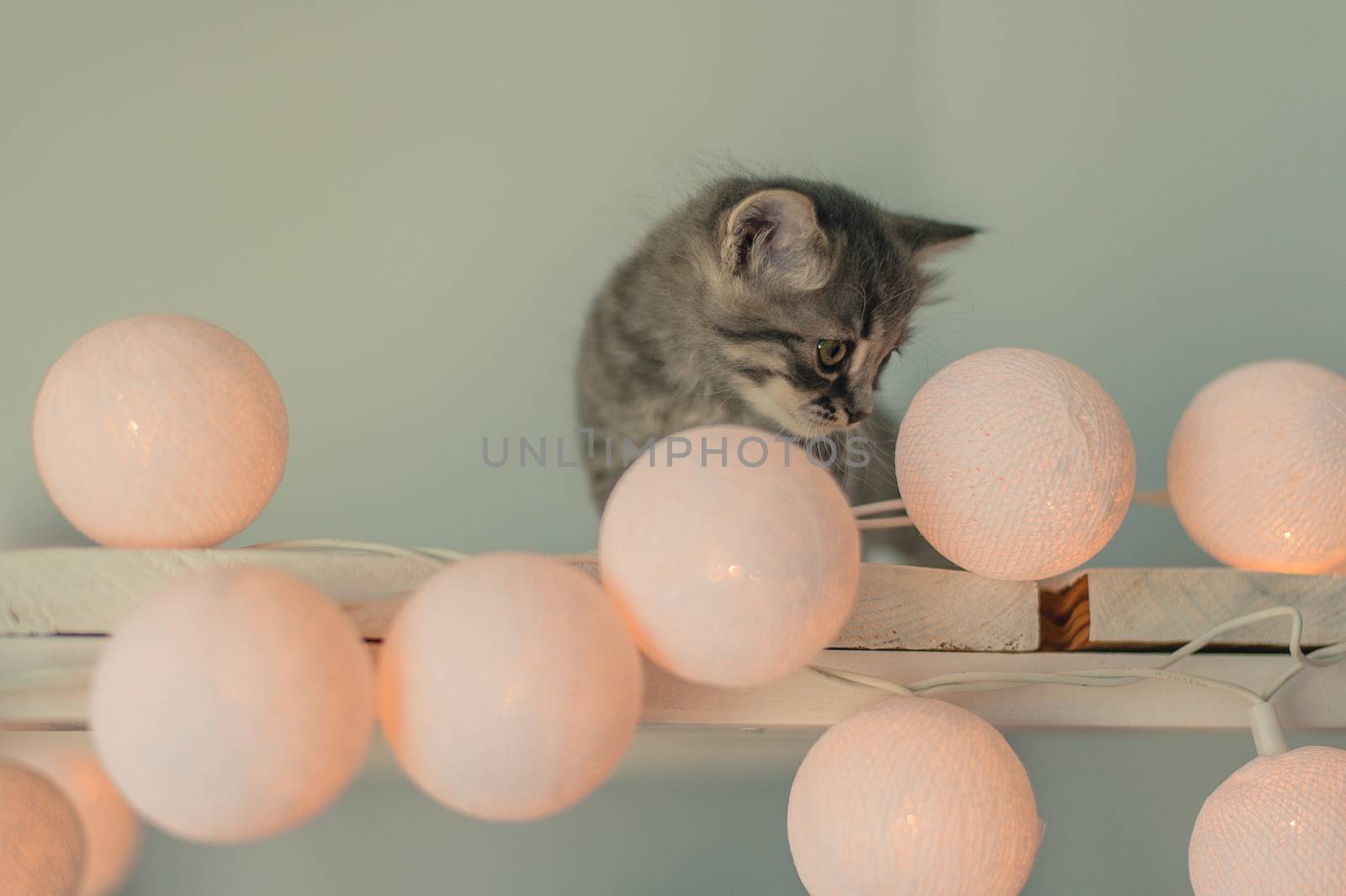 Beautiful gray kitten sits near the lights