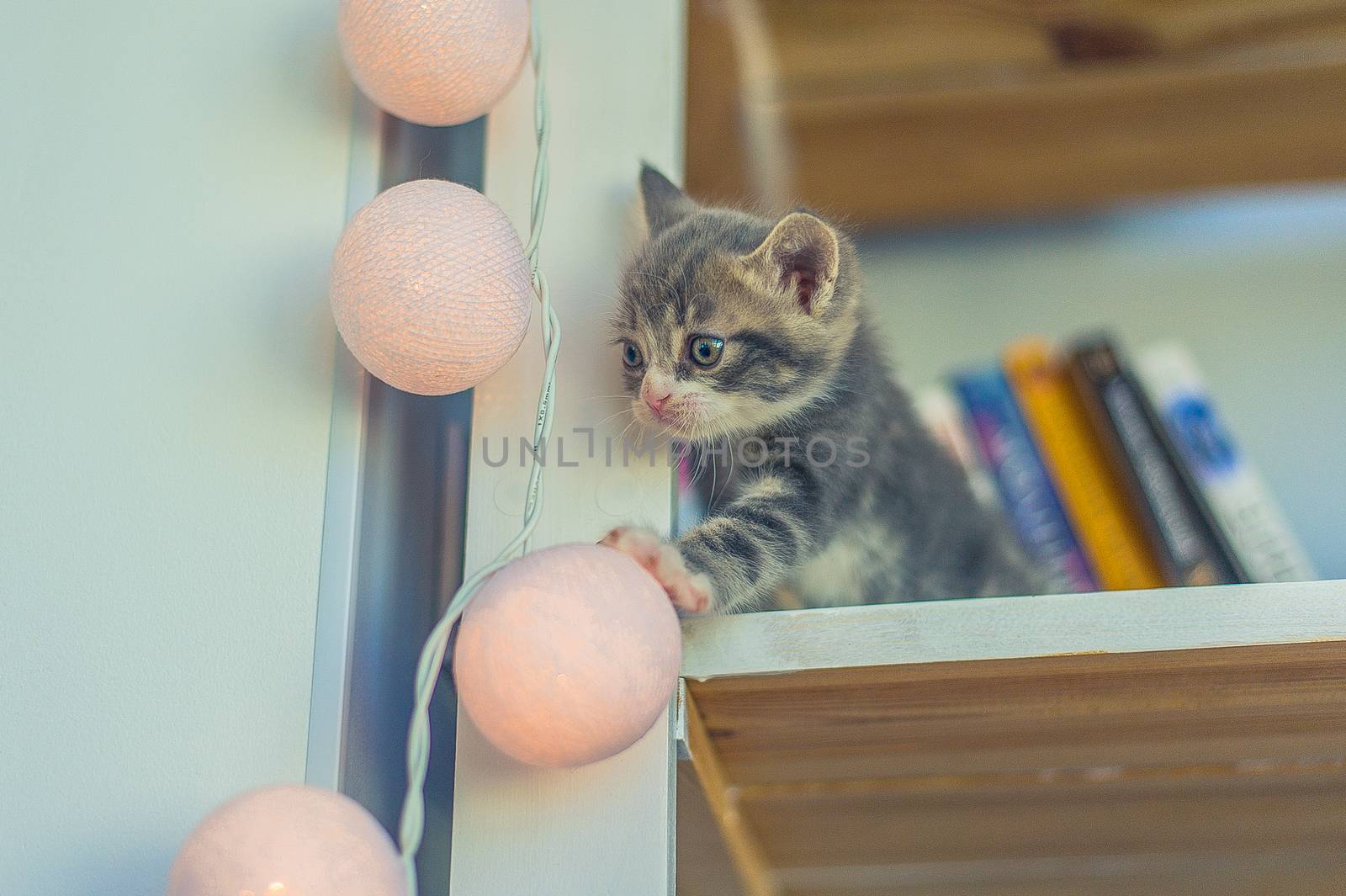 little gray kitten sits on a shelf with books and a garland with bulbs
