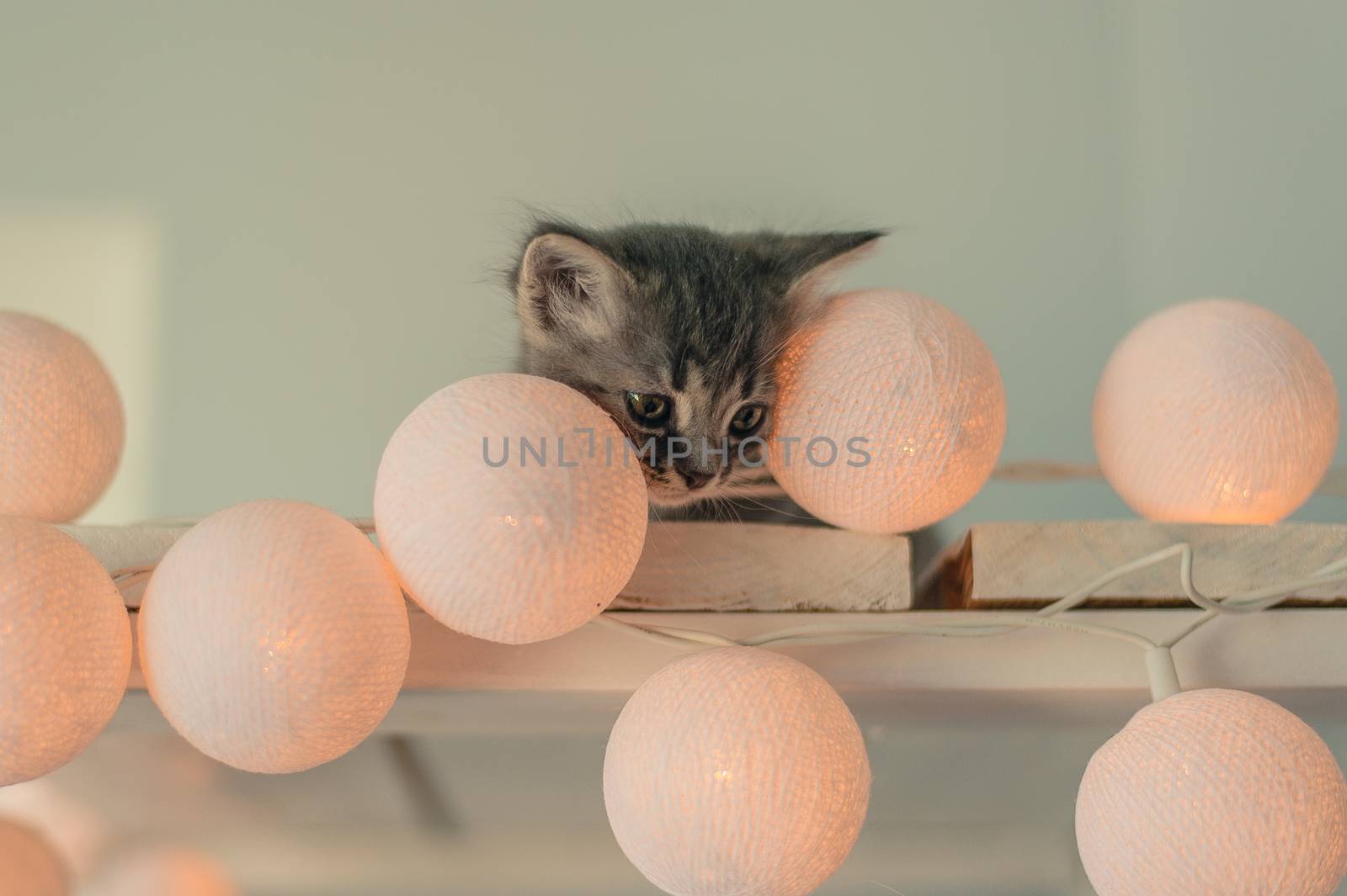 Little gray Kitten is playing with fairy lights