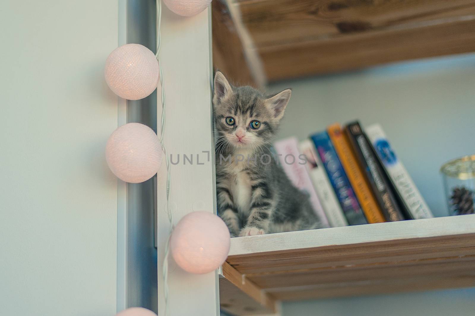 little gray kitten sits on a bookshelf with a garland