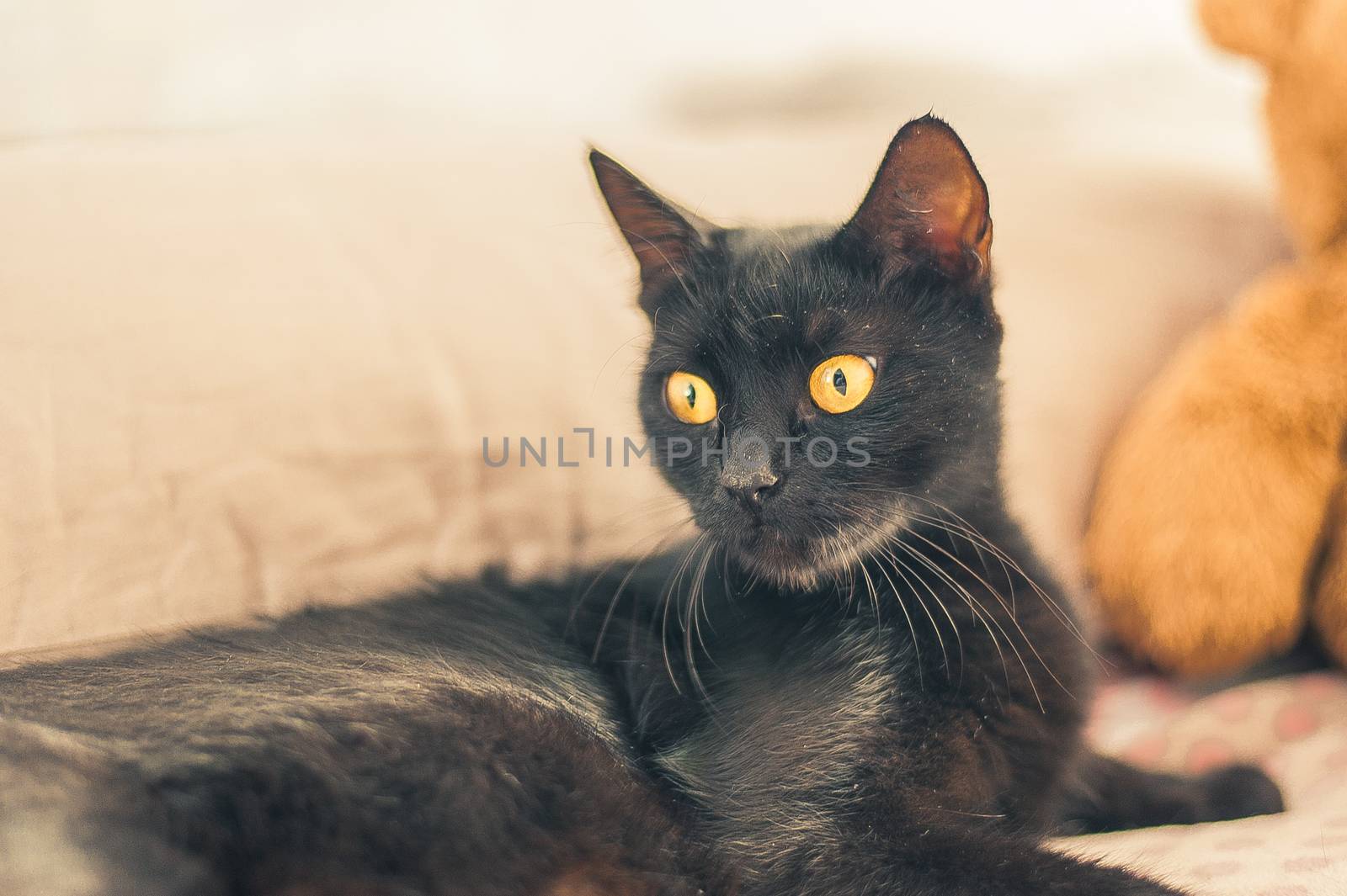 close portrait of a black cat with yellow eyes by chernobrovin