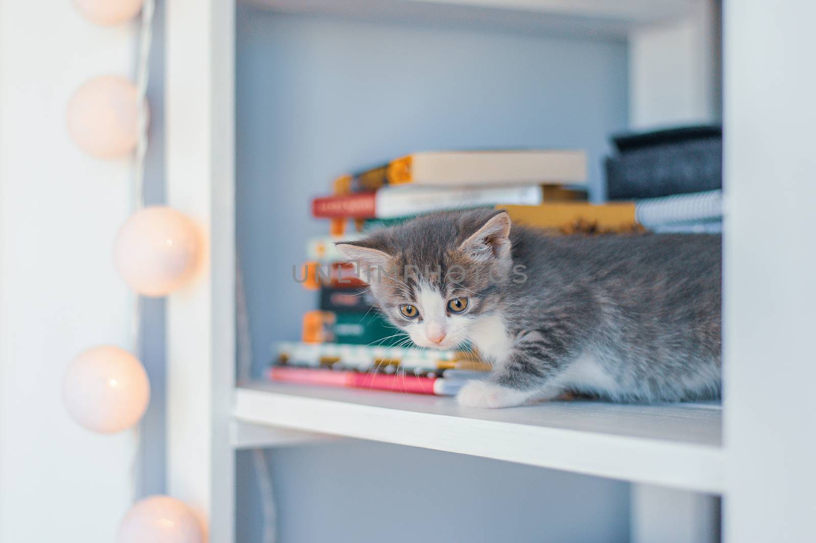 Gray kitten sits on white shelves near books and round lamps.