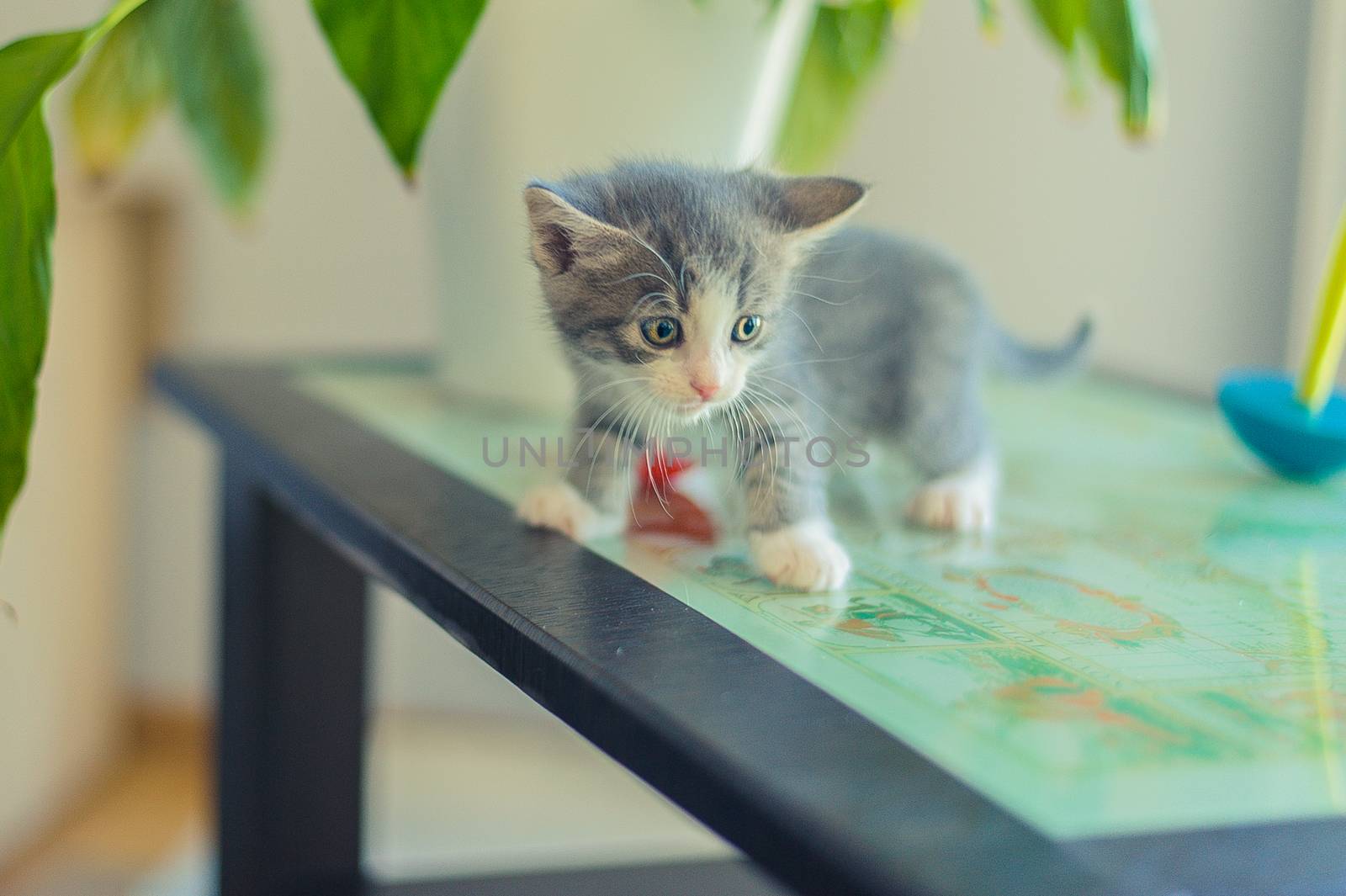 scared gray kitten on a glass table by chernobrovin