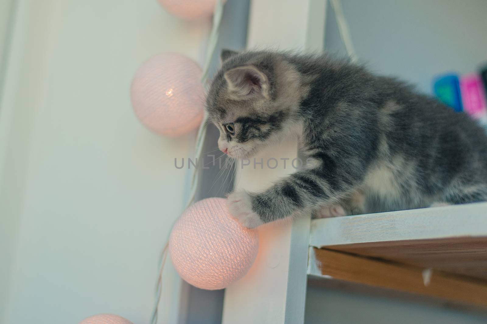 little gray cat on a white shelf near the light bulbs by chernobrovin
