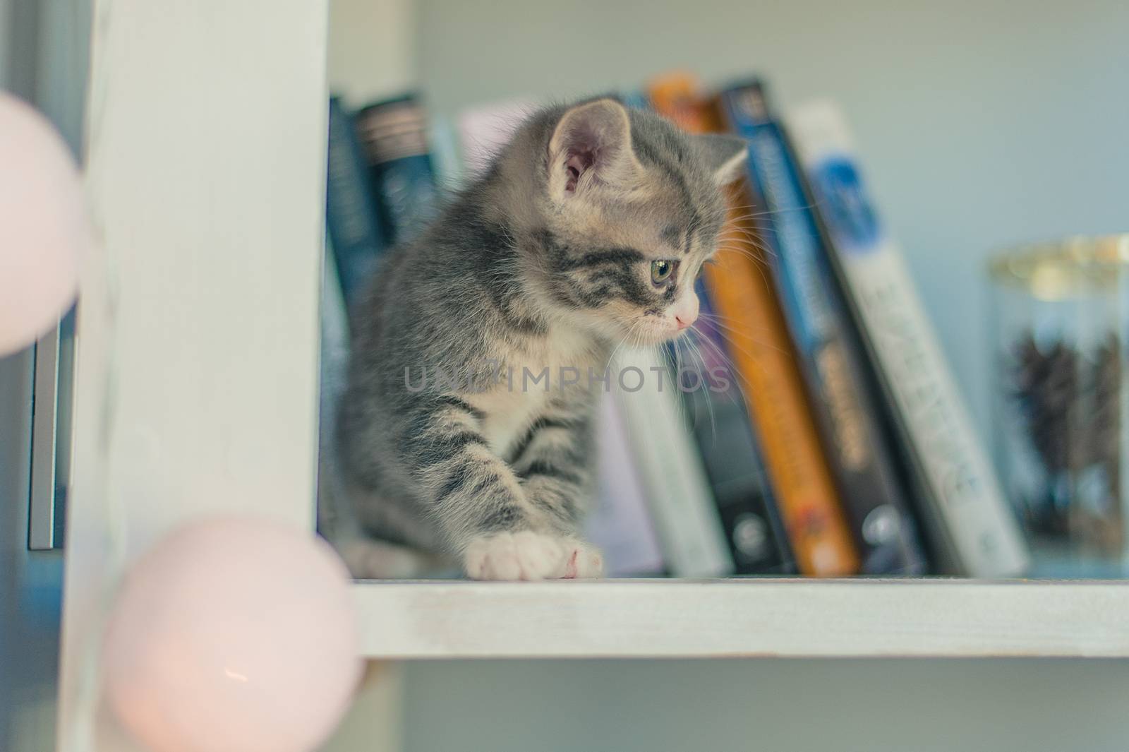 Gray kitten sits on shelves near books and round lamps.