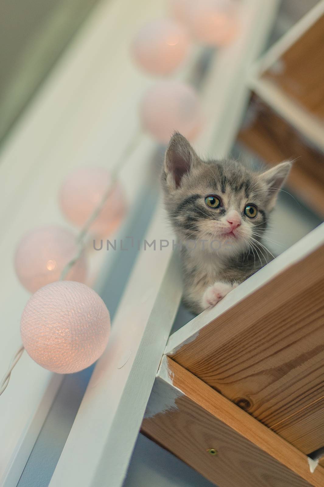 Gray kitten sits on white shelves next to round garlands.