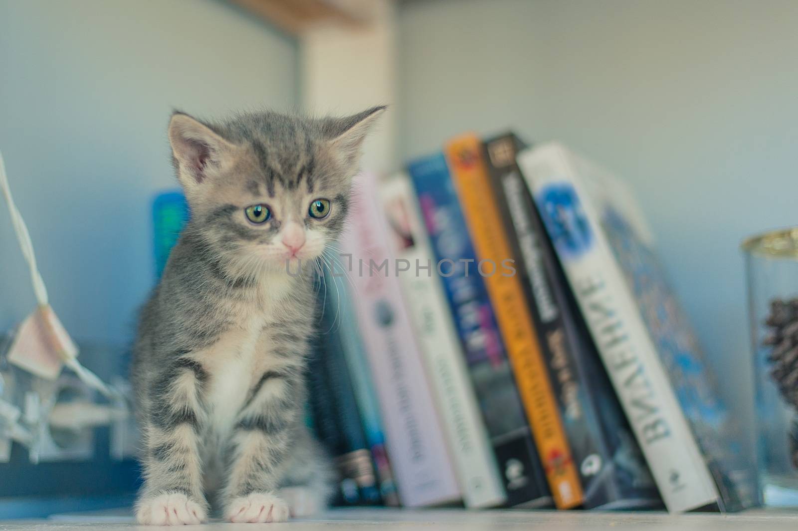 Gray kitten sitting on a white bookshelf