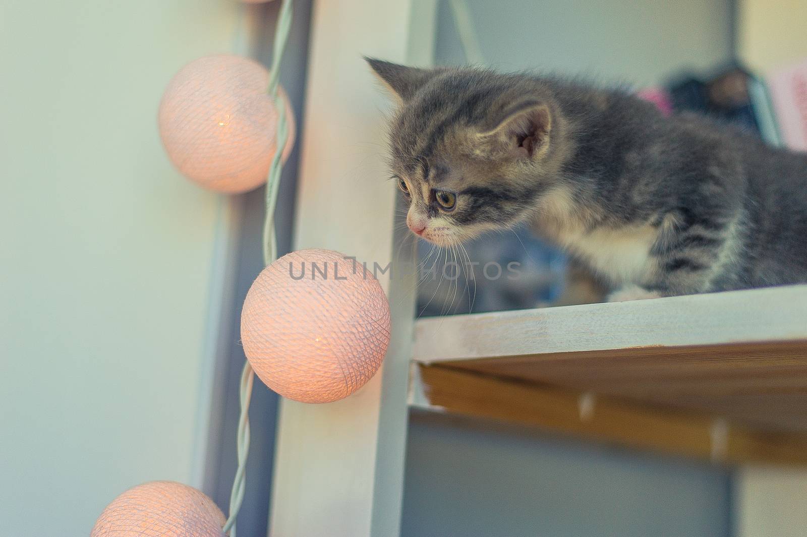 little gray kitten sits on a shelf with a garland of round bulbs