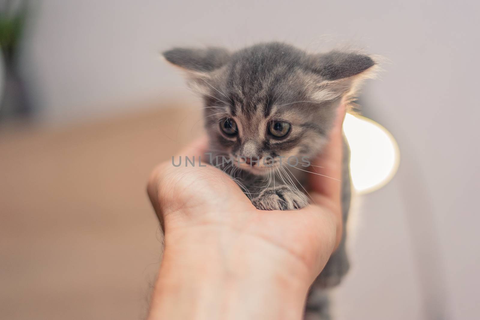 little cute gray kitten on the hand by chernobrovin
