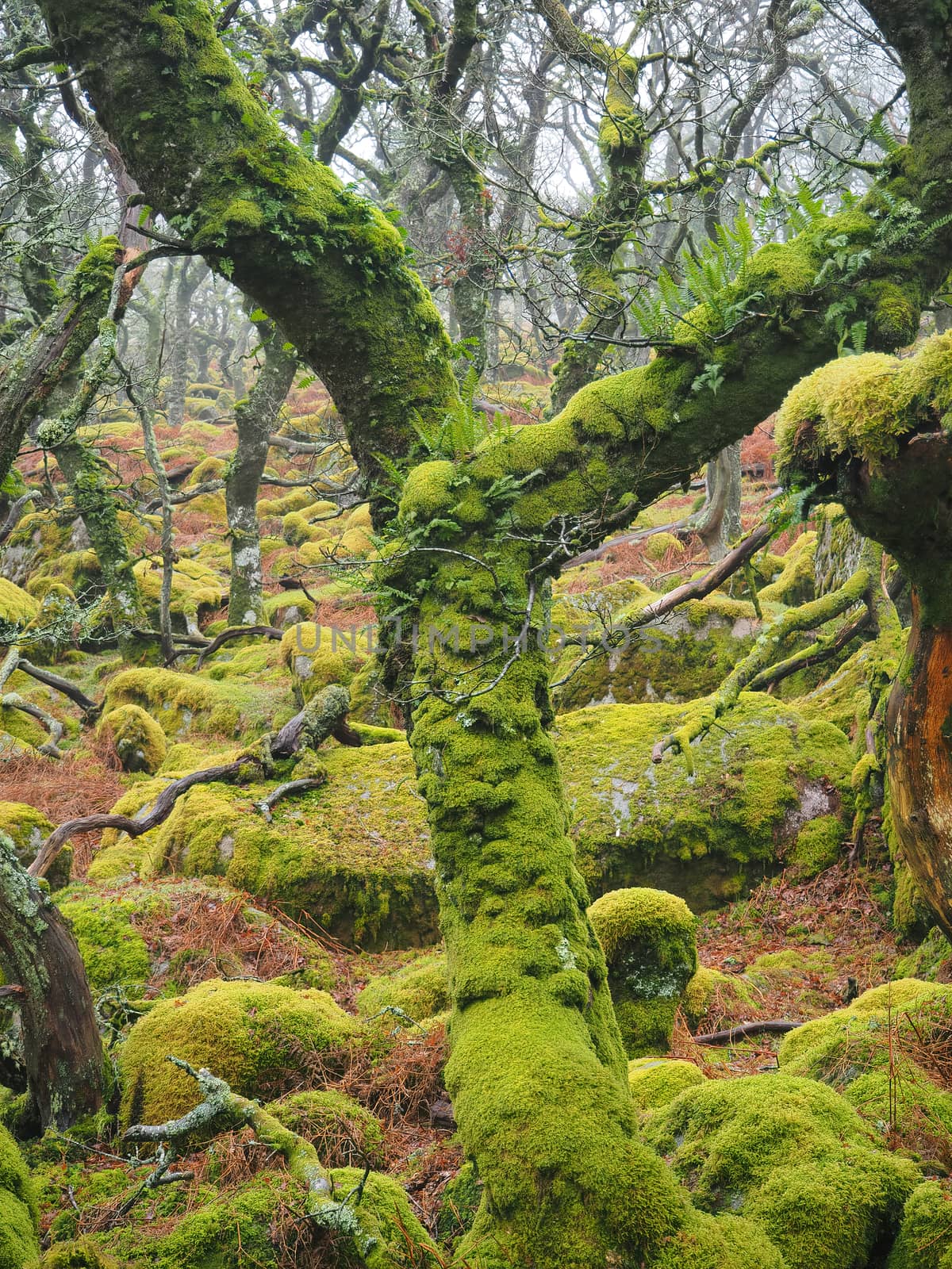 Black-a-Tor Copse high altitude oak woodland above the West Okement River where the bright green lichens and mosses cover the rocks and trees, Dartmoor National Park, Devon, UK