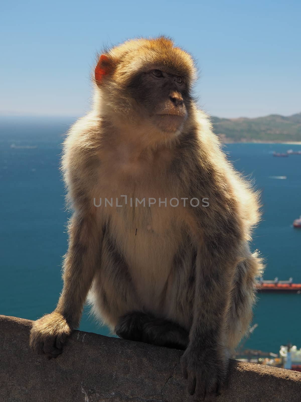 Barbary Macaque ape on the Rock of Gibraltar by PhilHarland
