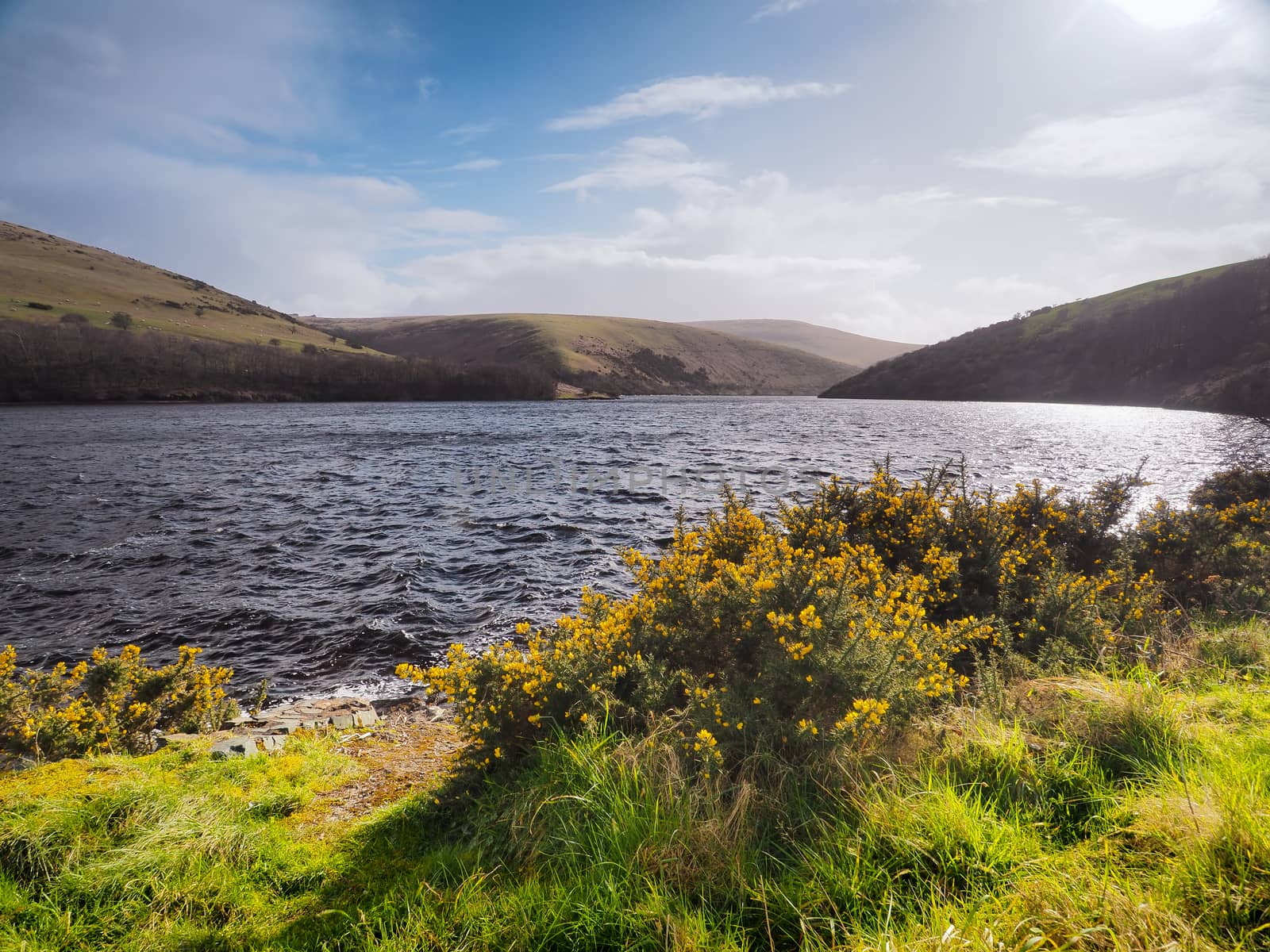 View across Meldon Reservoir on the West Okement River with yellow gorse and sun reflecting on the water and white wispy clouds, Dartmoor National Park, Devon, UK