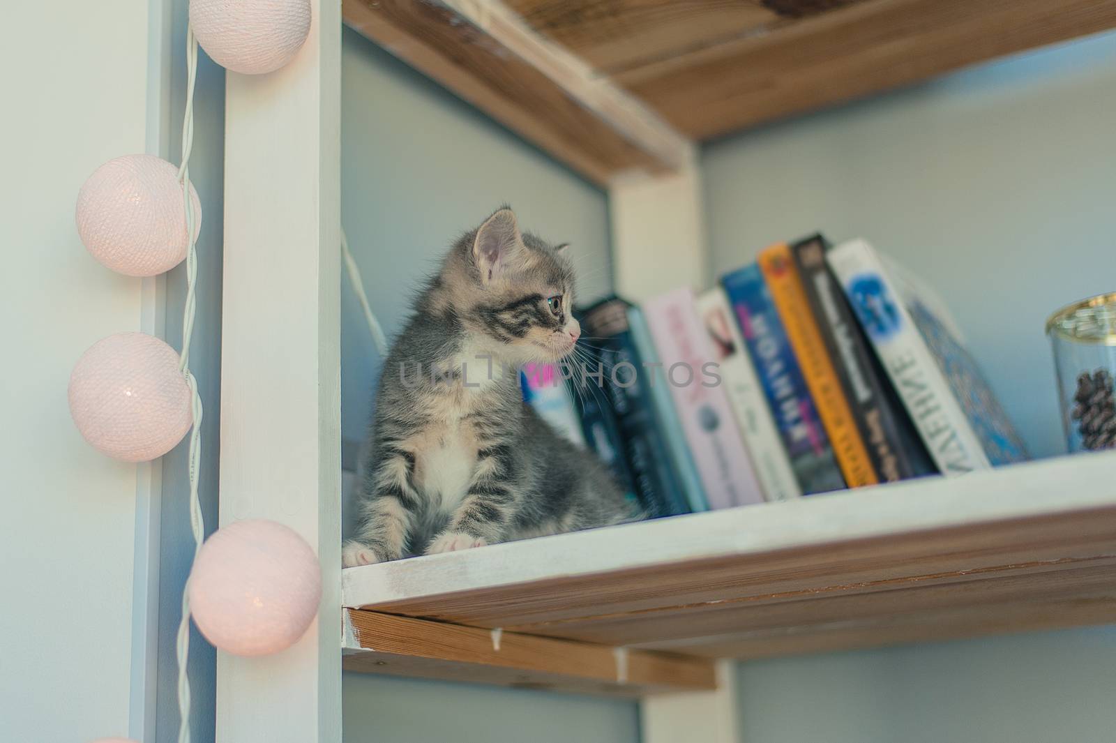 little gray kitten sitting on a white bookshelf by chernobrovin