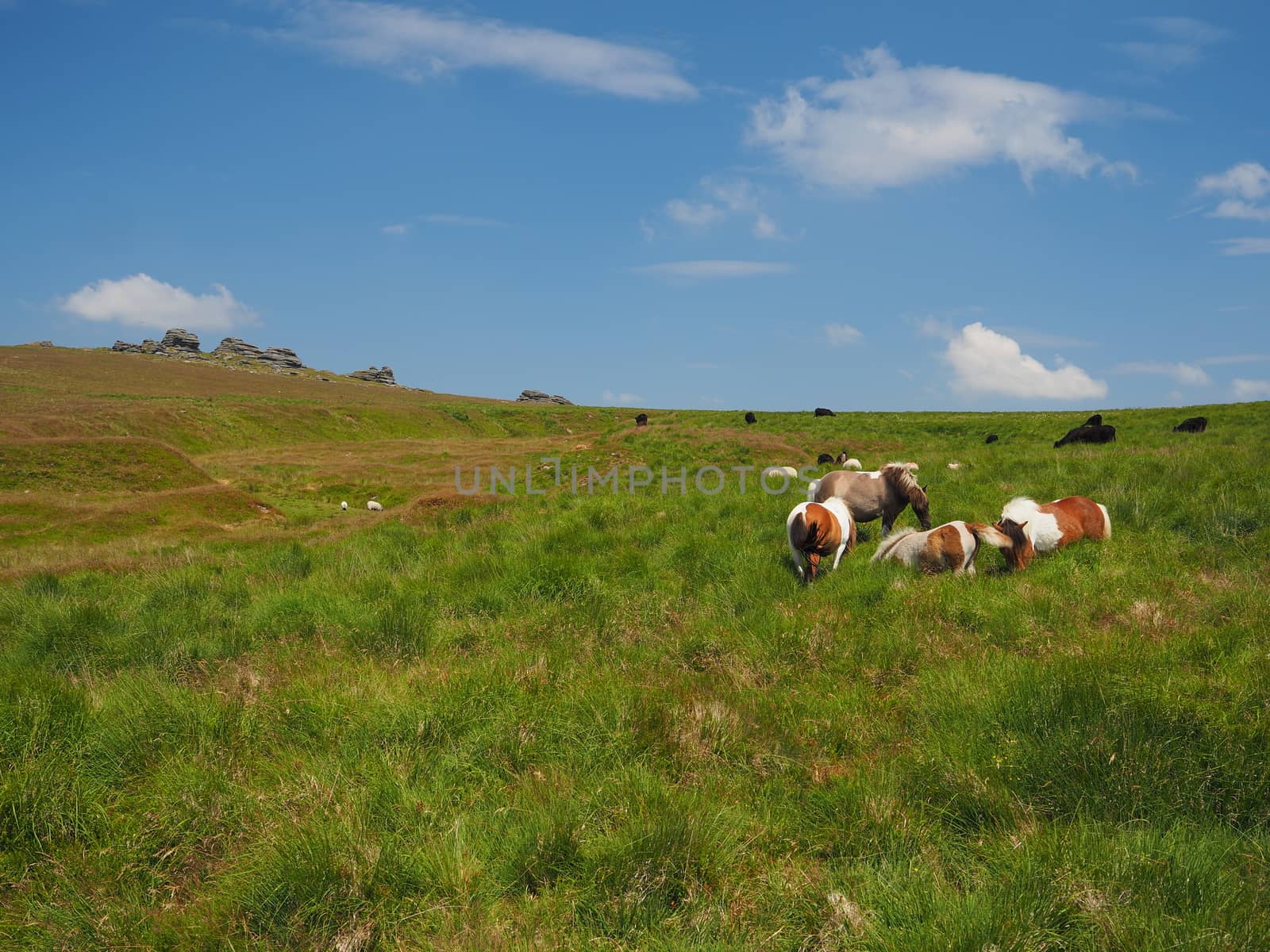 Wild ponies overlooking Great Links Tor, Dartmoor by PhilHarland