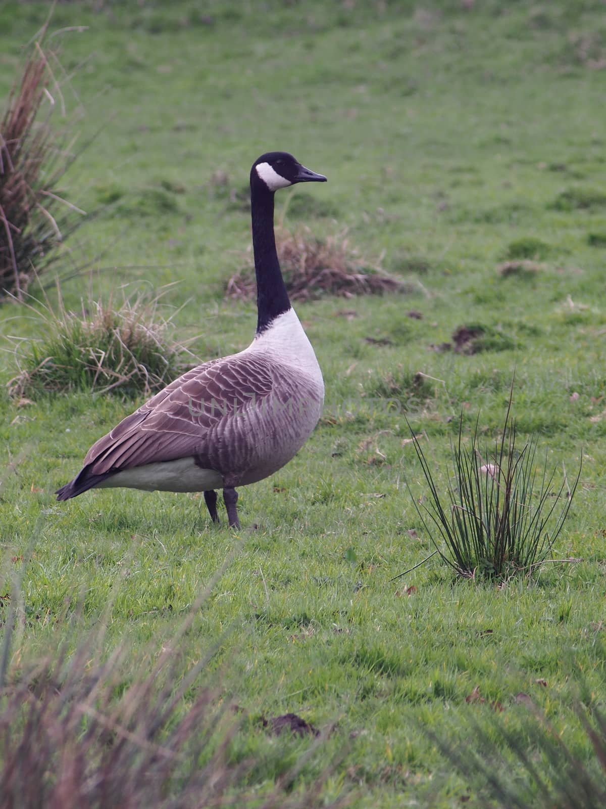 A wild Canada Goose with a distinctive black head and neck and white throat stands alert in a field