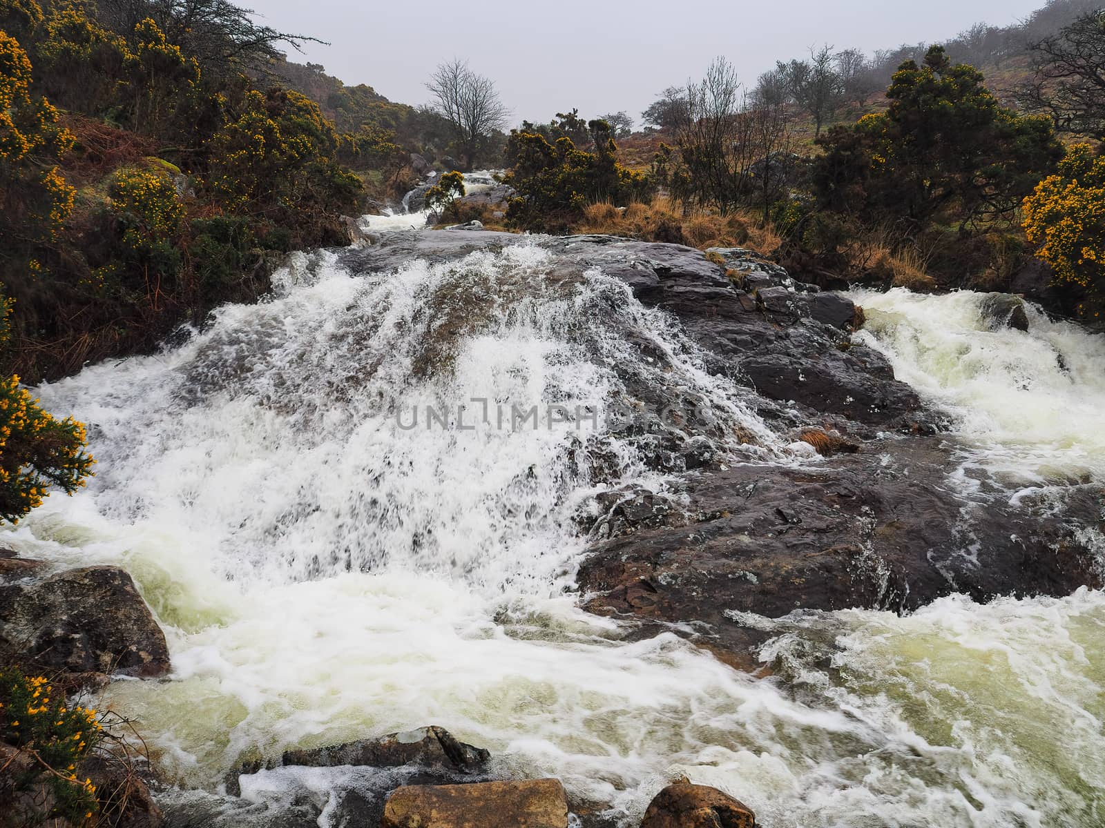 Water cascading over rocks through the valley of Red-a-ven Brook with yellow gorse coming into bloom, Dartmoor National Park, Devon, UK