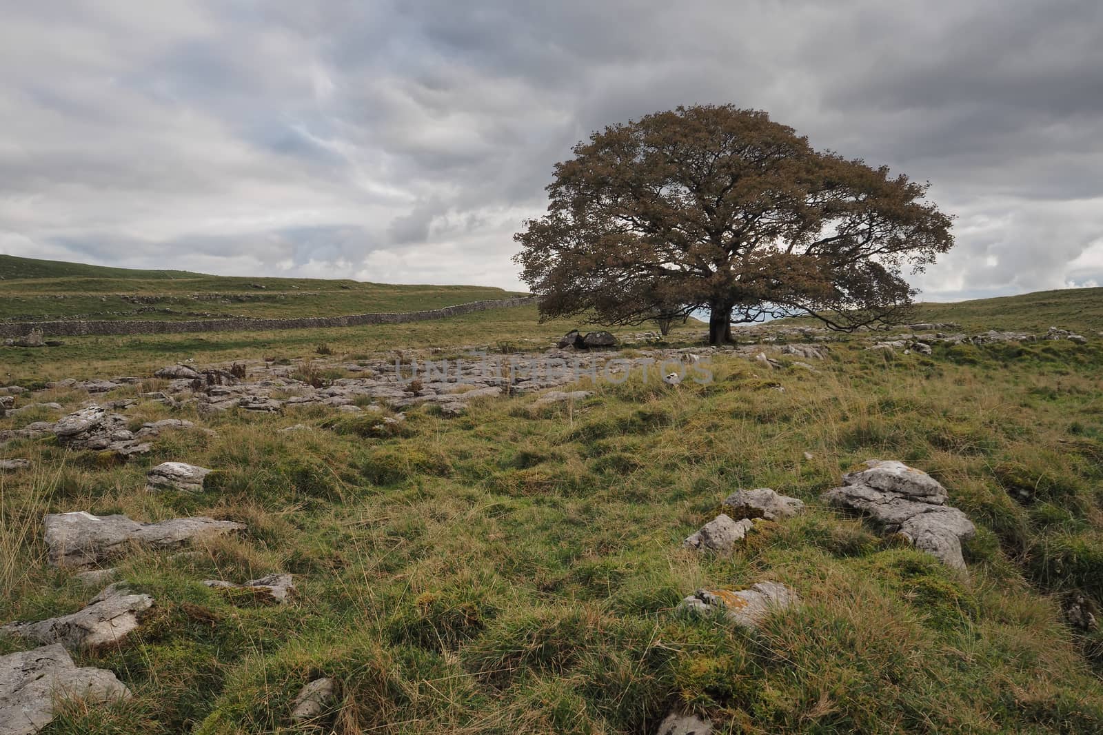 Lone tree on a limestone pavement against a moody overcast sky and a dry stone wall on the Dales Way near Grassington, Wharfedale, Yorkshire Dales, UK