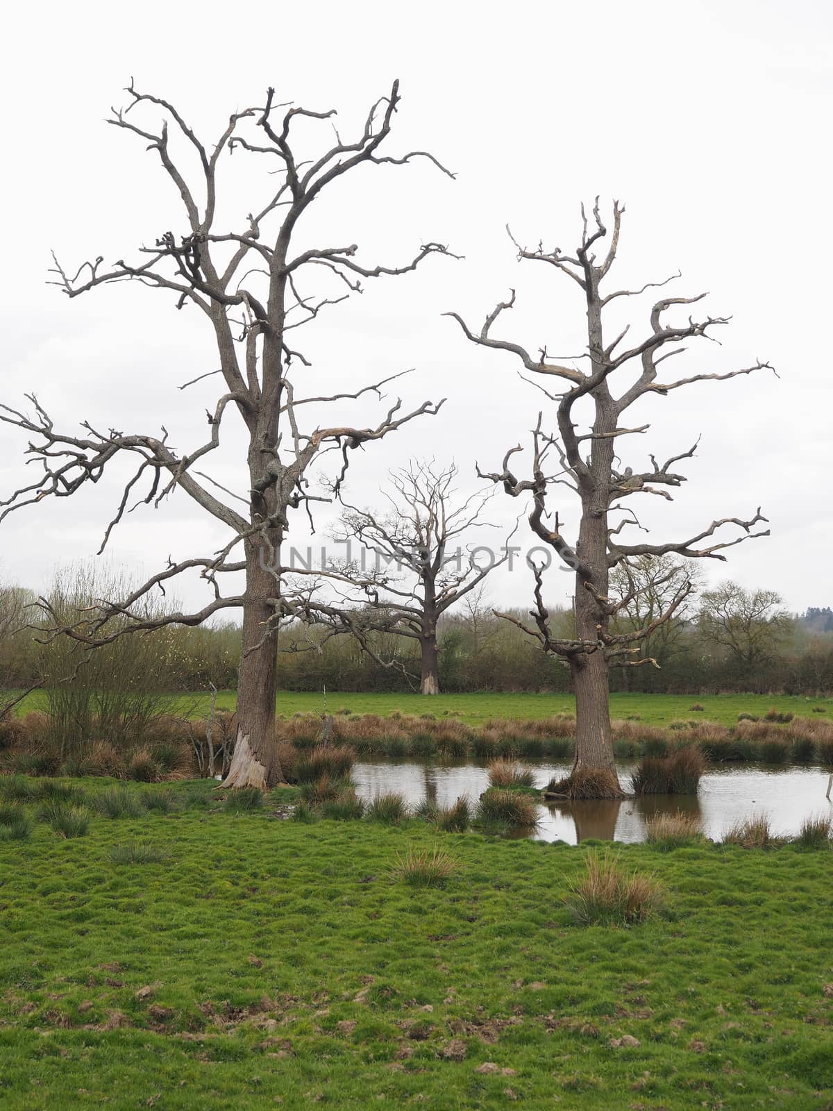 Three old and gnarled trees sitting in a waterlogged field