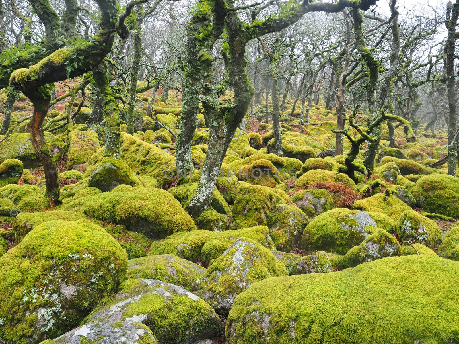 Black-a-Tor Copse oak woodland, lichens, mosses, Dartmoor National Park, Devon by PhilHarland