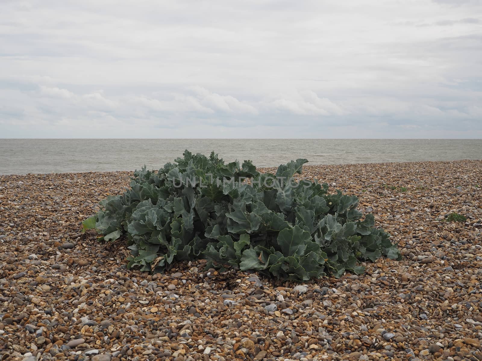 Green Sea Kale growing on a pebble shingle beach at the coast by PhilHarland