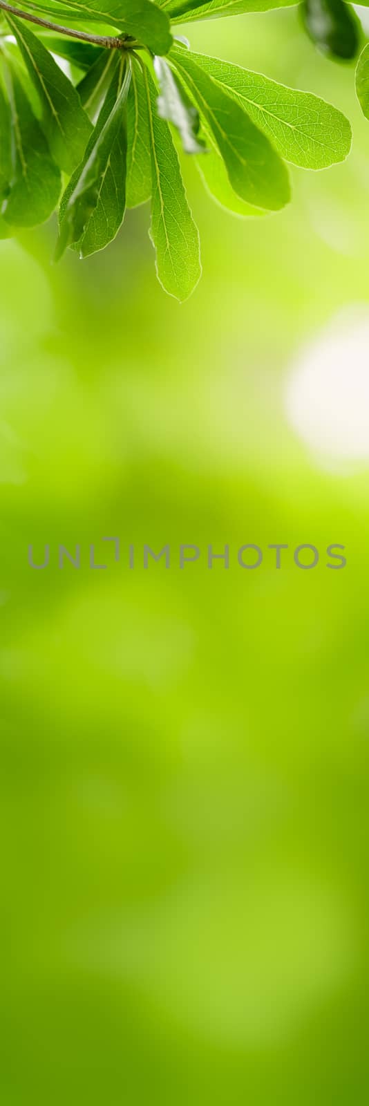 Closeup beautiful attractive nature view of green leaf on blurre by mthipsorn