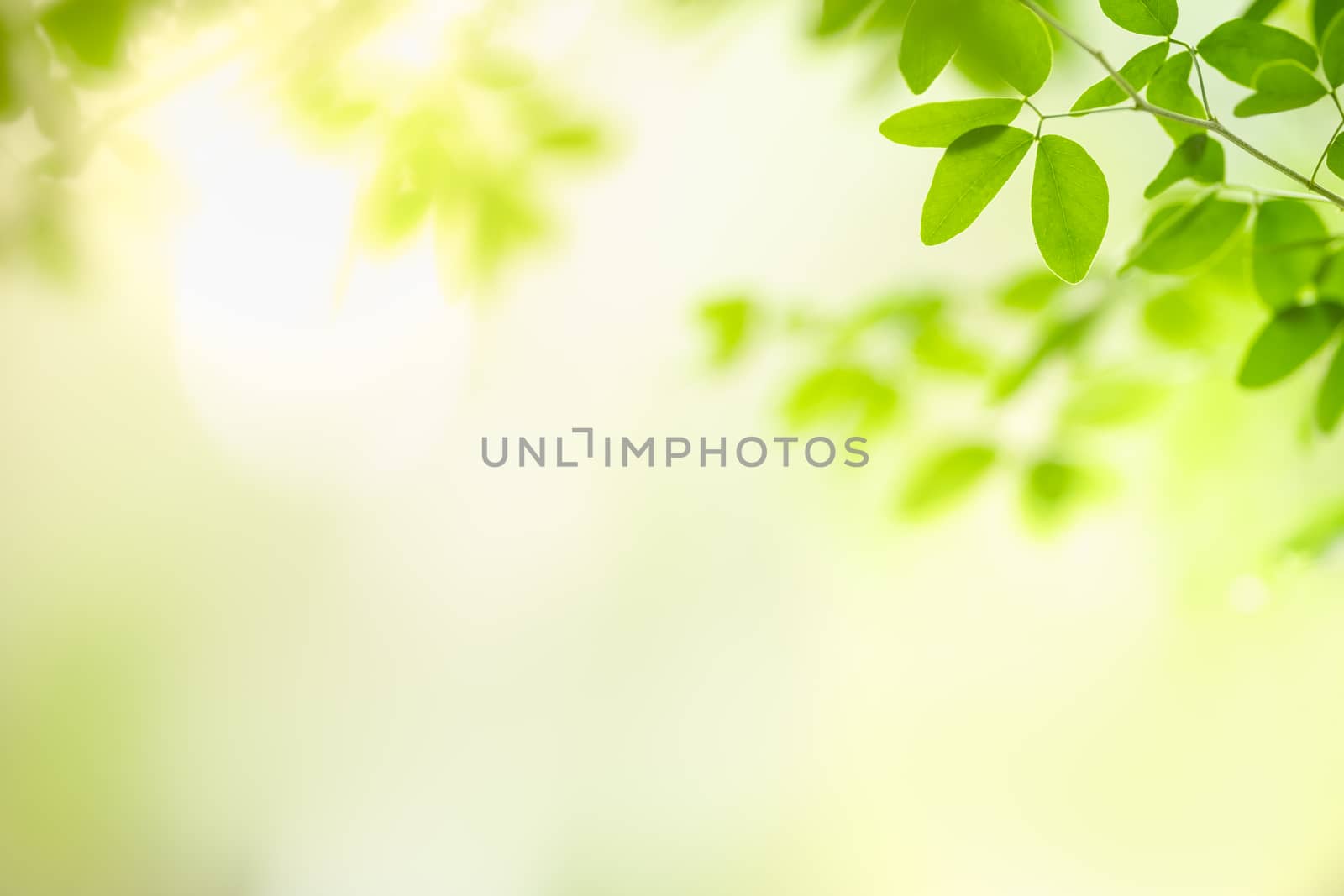 Closeup Beautiful nature view green leaf on blurred greenery background under sunlight with bokeh and copy space using as background natural plants landscape, ecology wallpaper concept.