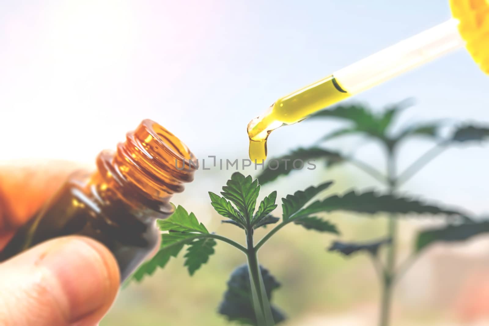 Hand holding bottle of Cannabis oil against Marijuana plant by MysteryShot