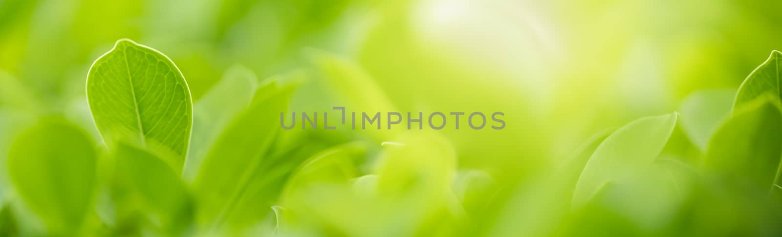 Closeup beautiful nature view of green leaf on blurred greenery  by mthipsorn